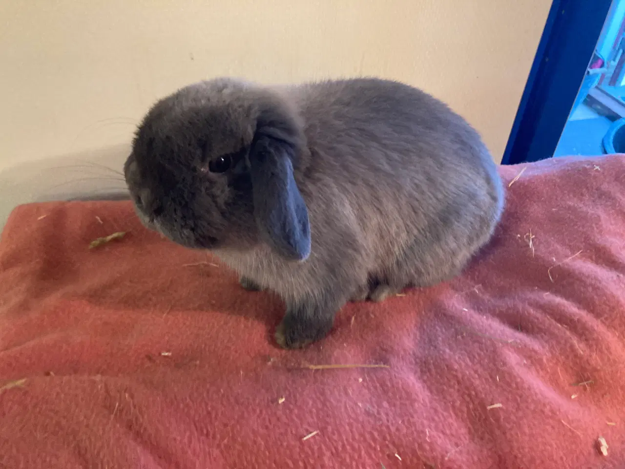 Billede 1 - Micro lille Minilop søger nyt hjem