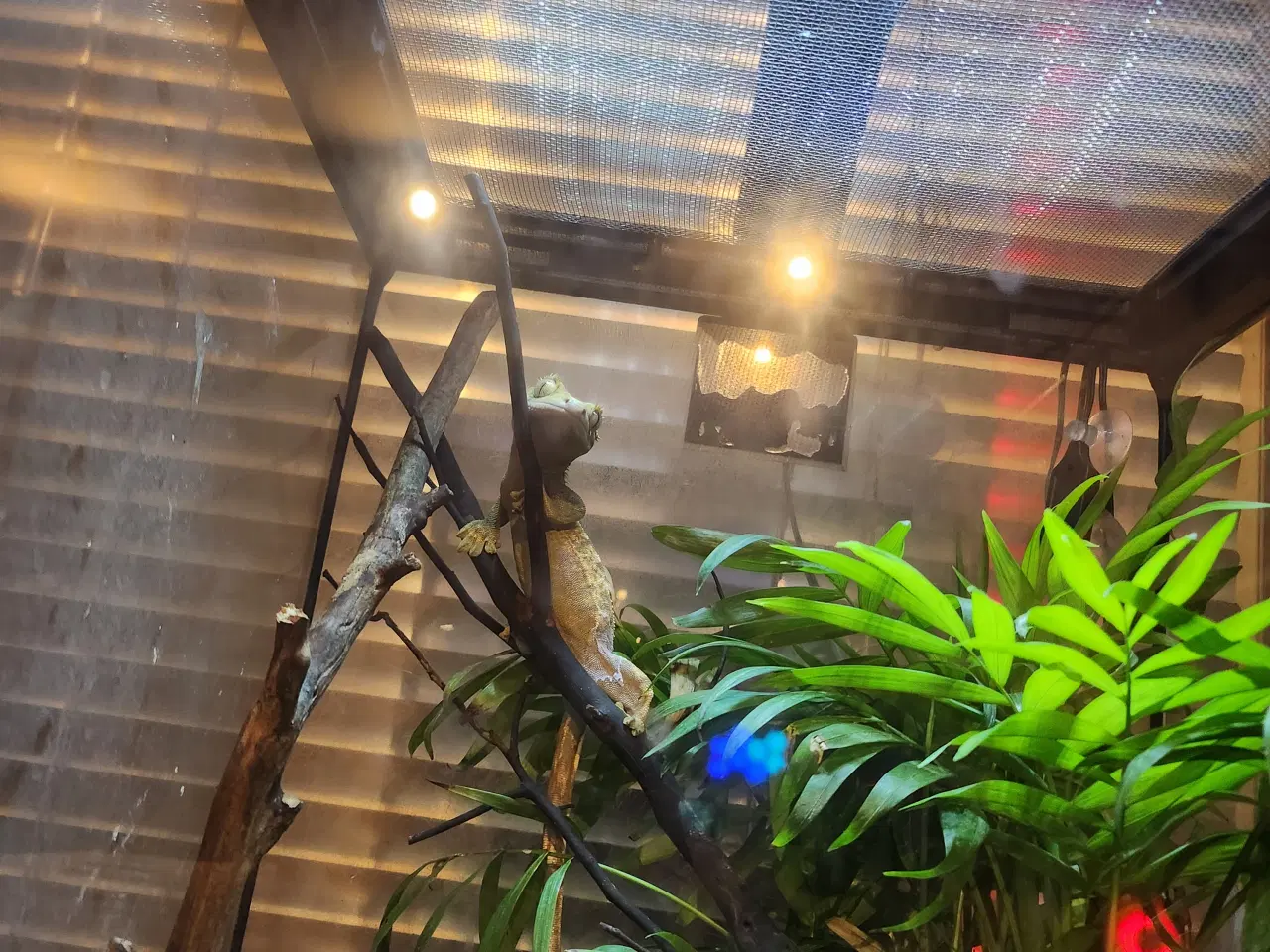 Billede 3 - Kronegekko pige på 2 og en på 2 månederen den 3/9