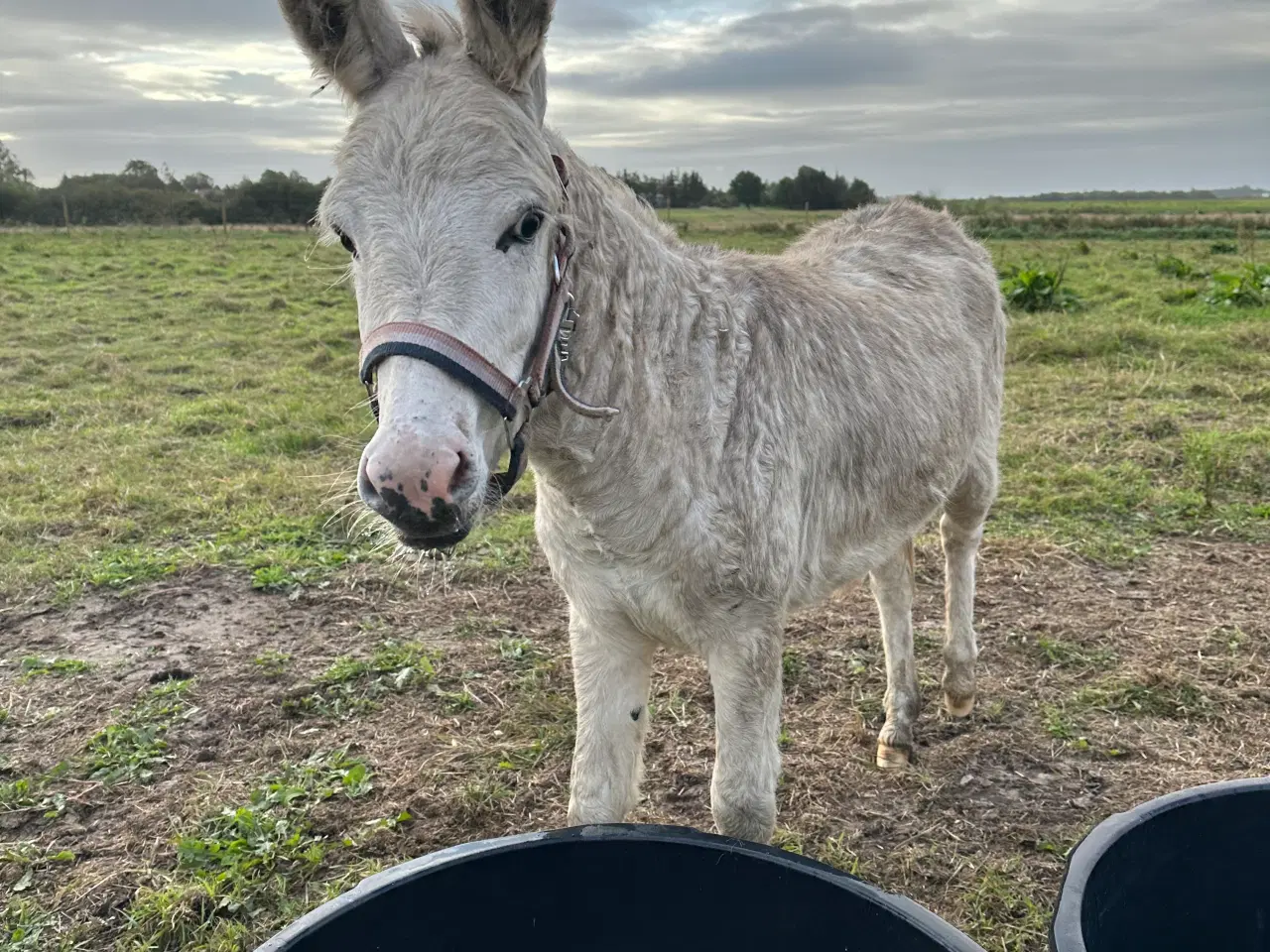 Billede 4 - To skønne æsler sælges