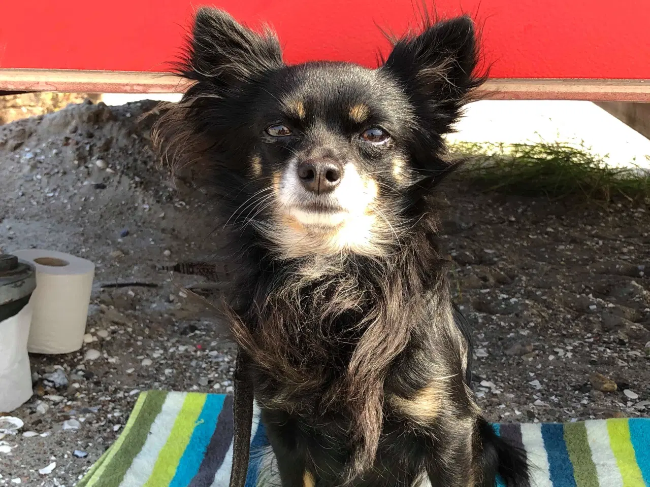 Billede 2 - Hund søger nyt hjem