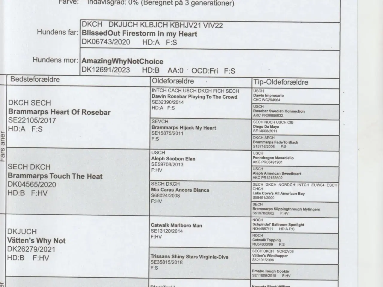 Billede 6 - Stor pudel hvalpe 