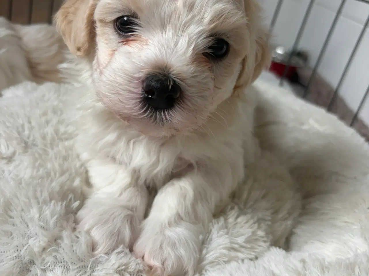 Billede 1 - Bichon Havaneser hanhvalp – Stambog Plus