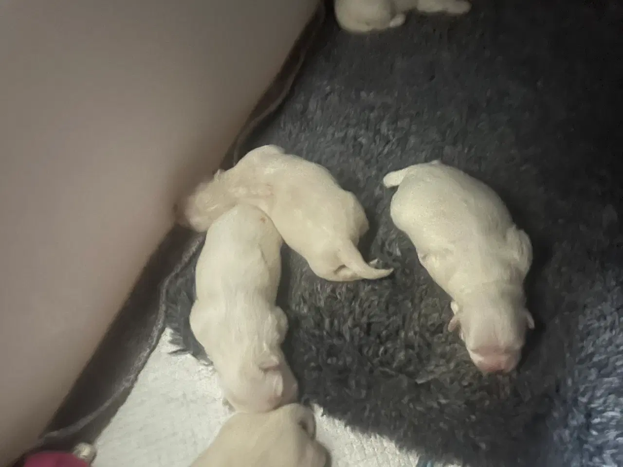 Billede 2 - Malteser hvalpe 