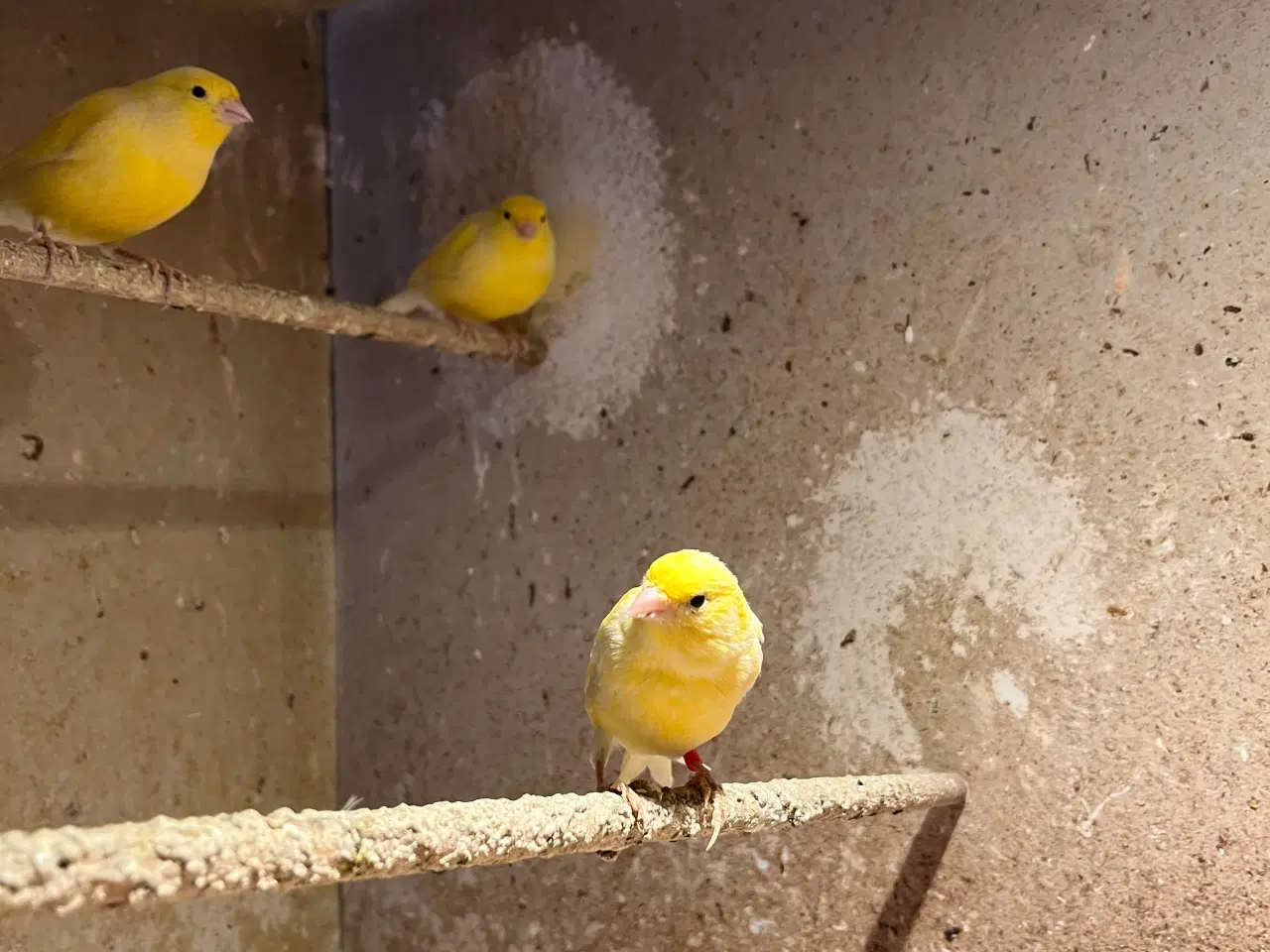 Billede 1 - Karnarier