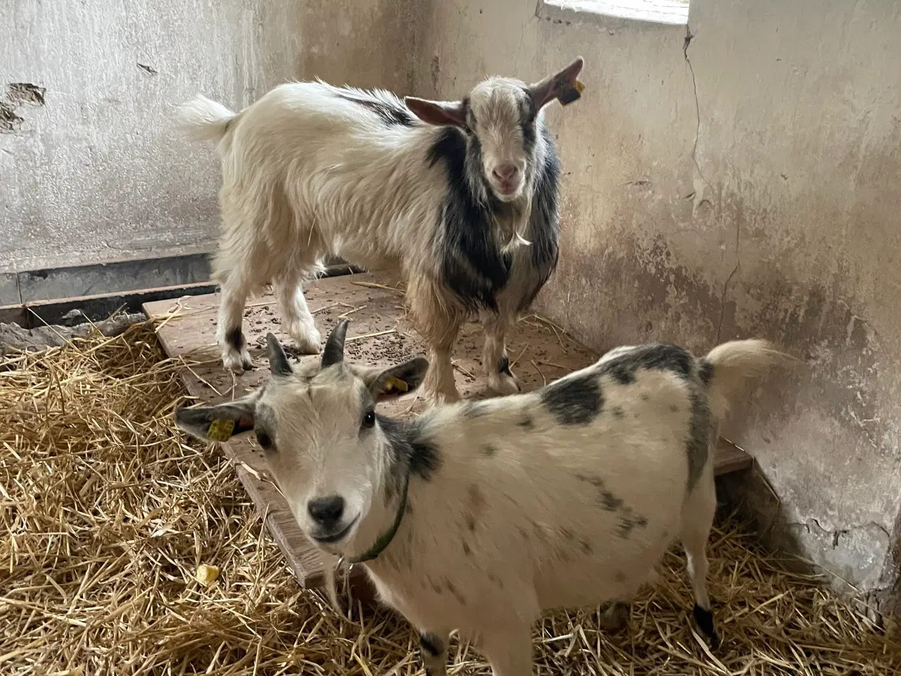 Billede 1 - 2 Dværggeder