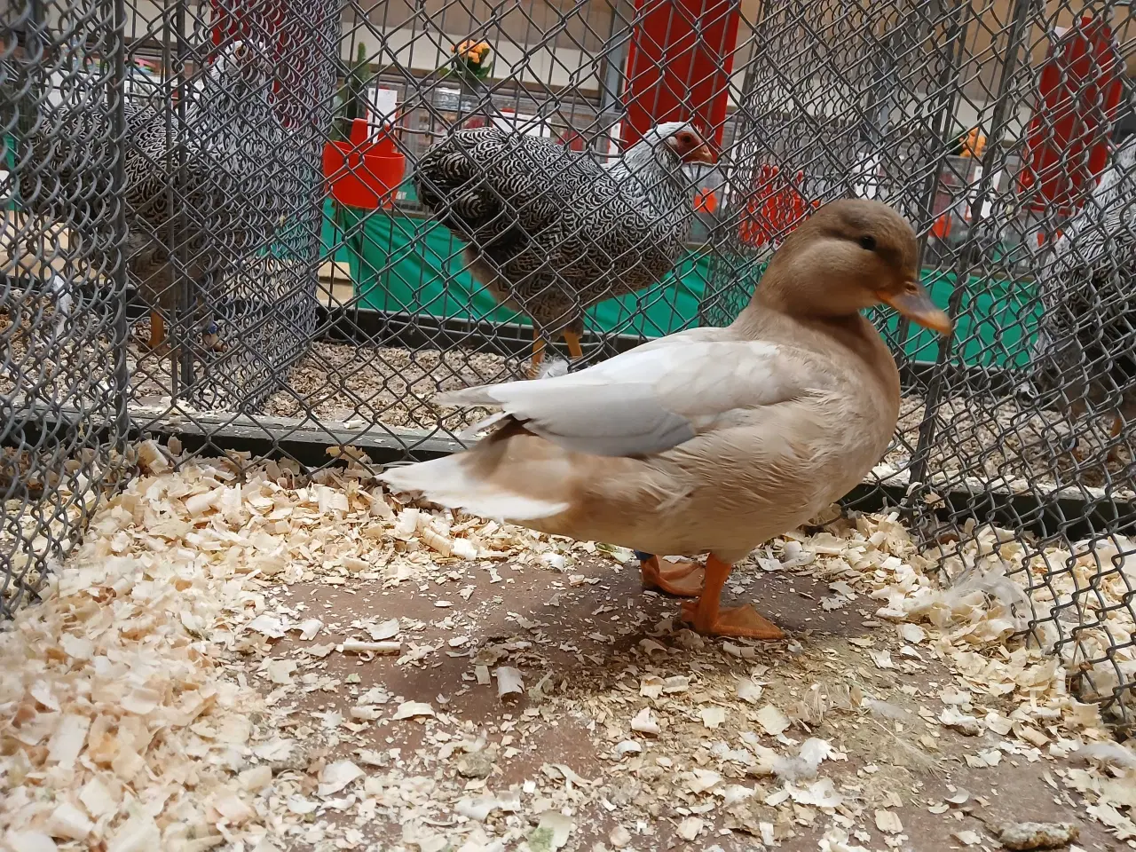 Billede 2 - Blå gule Mignon ænder