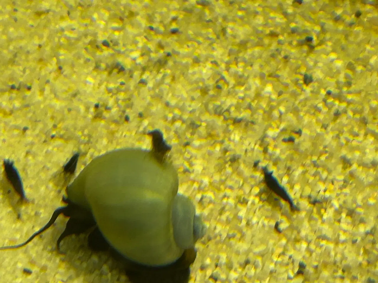 Billede 6 - 🦐🖤 Sort kirsebær reje – dyb sort farve | GLS 