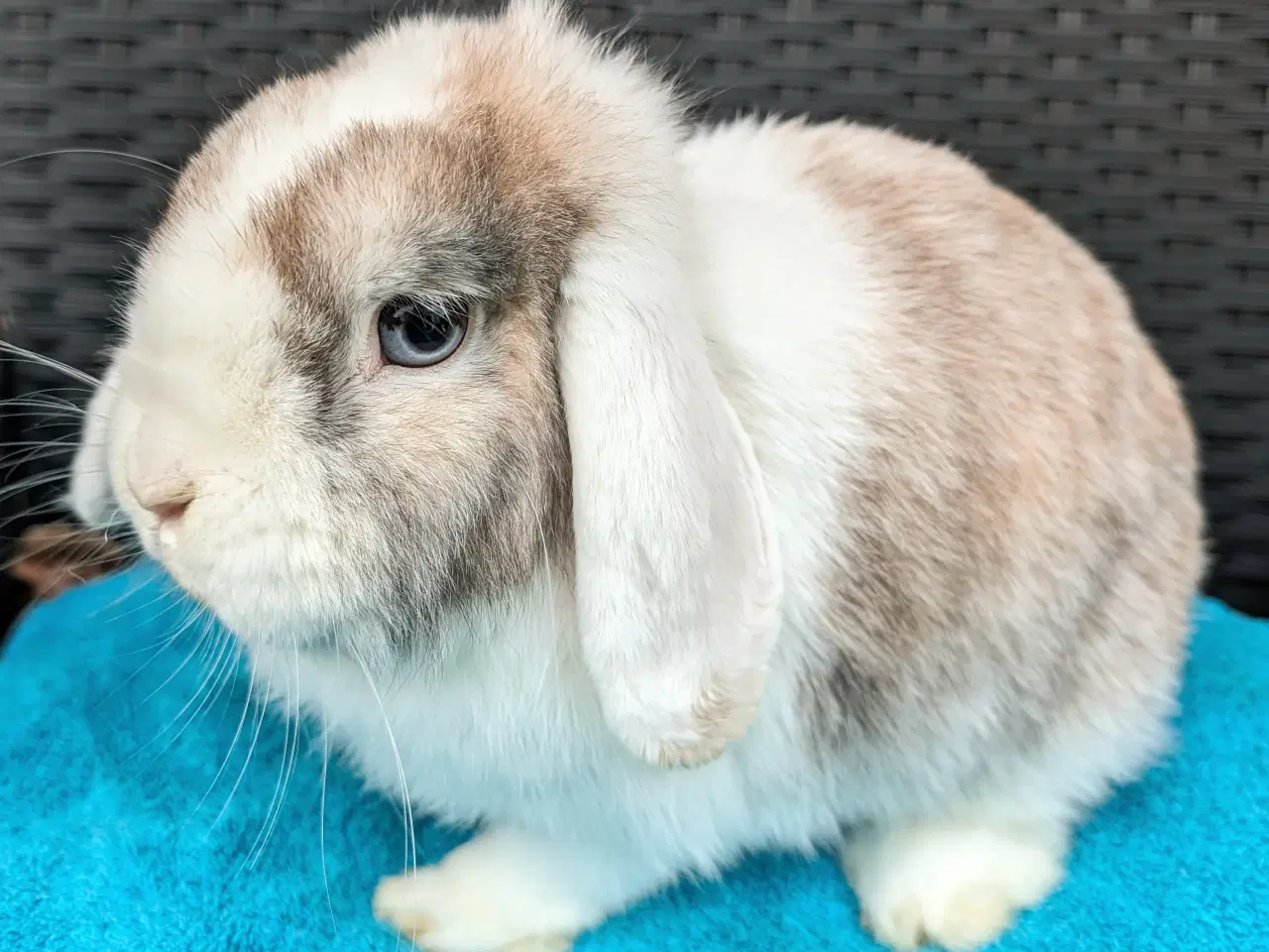Billede 1 - Minilop kanin
