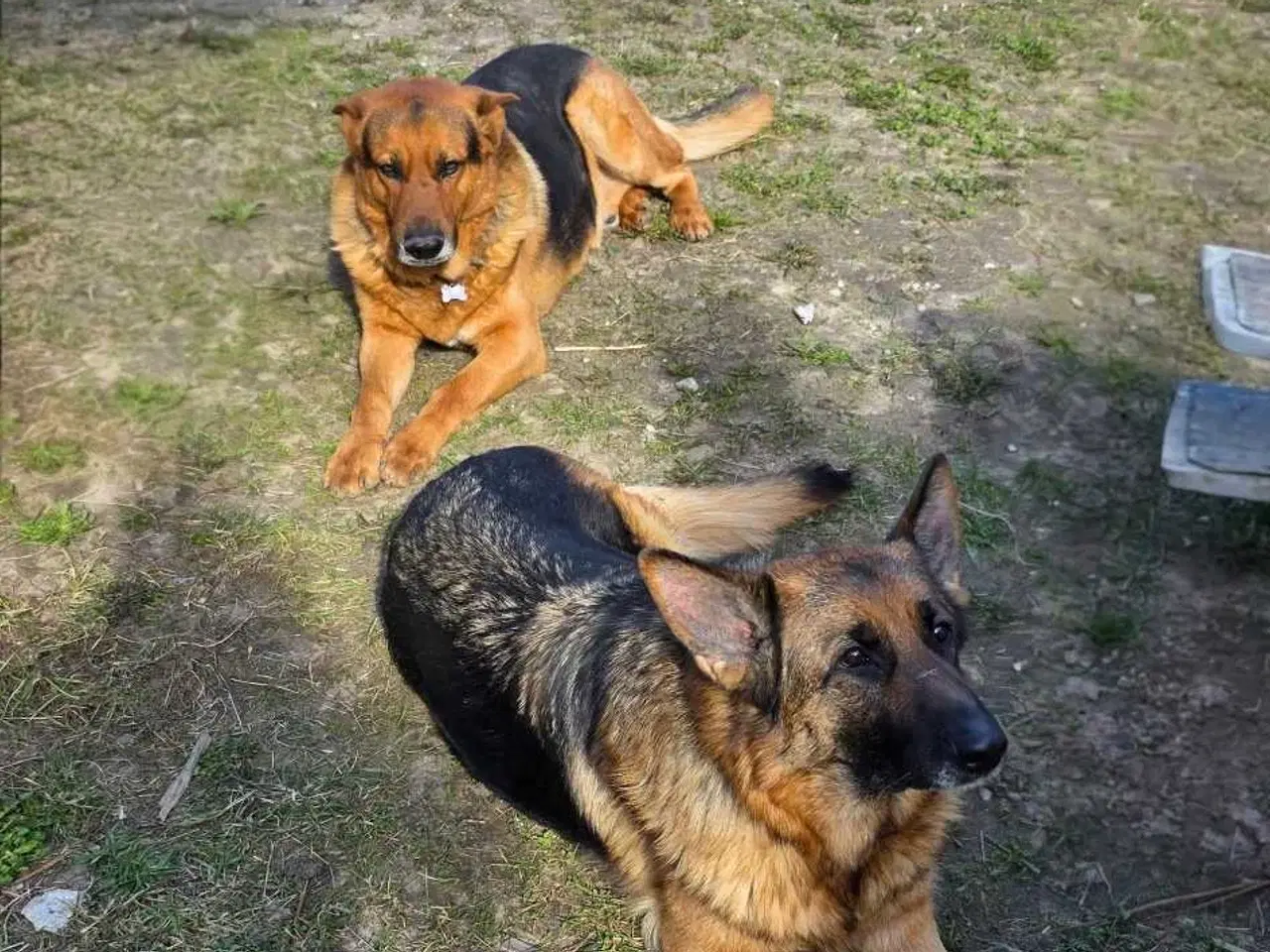 Billede 7 - Schæfer Hvalpe til salg