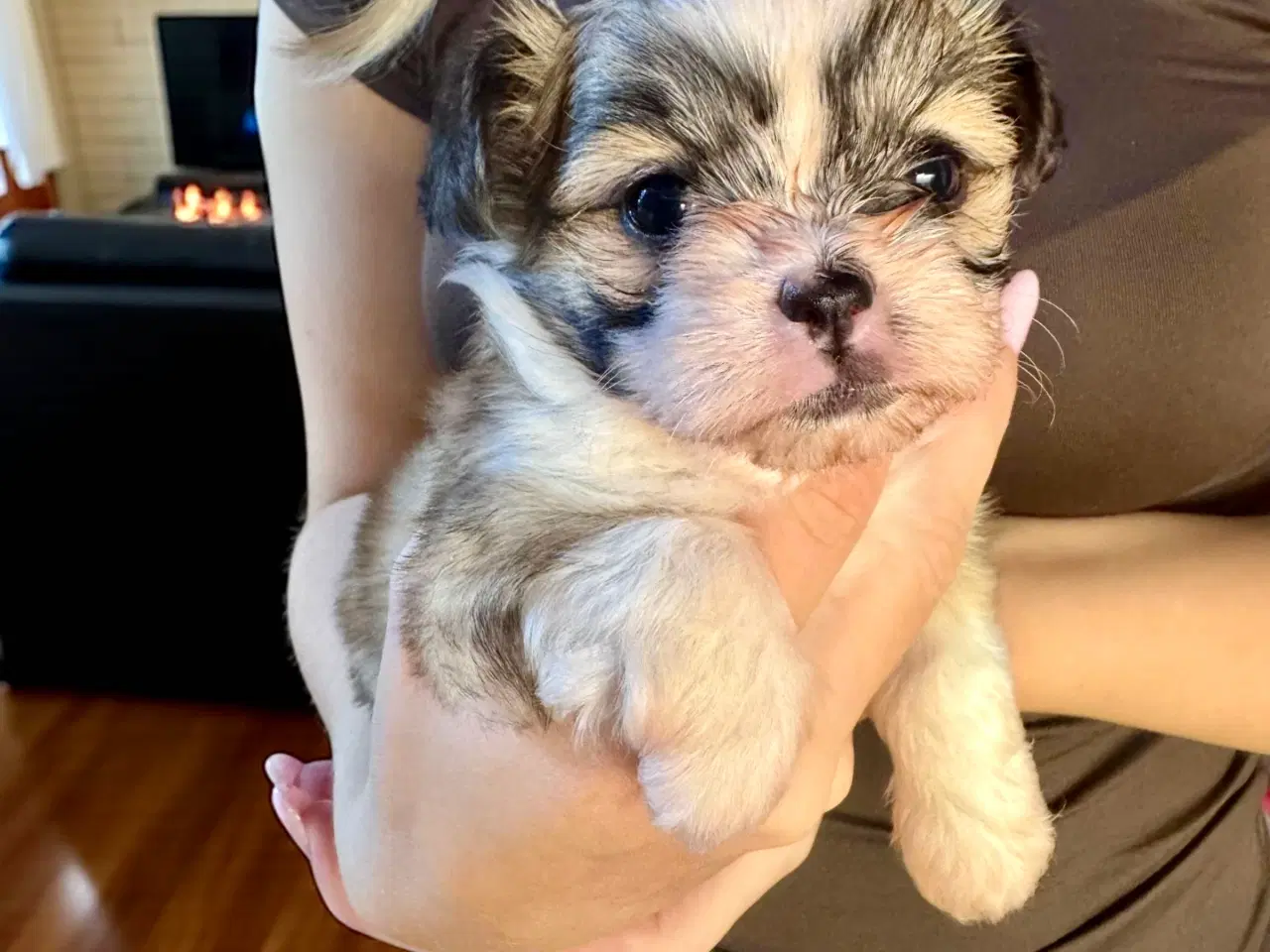 Billede 4 - Shih Tzu / Chihuahua hundehvalpe