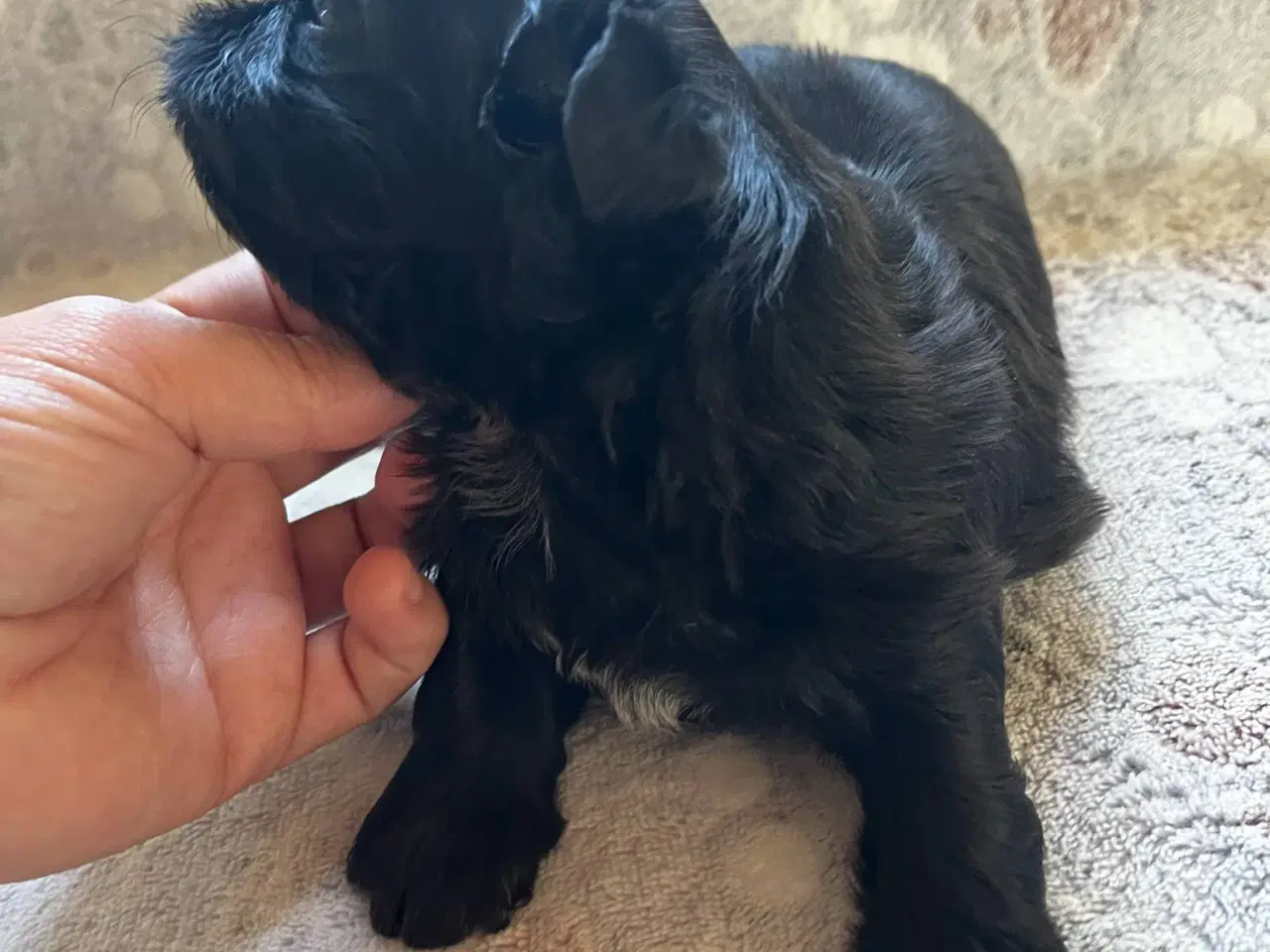 Billede 9 - Shih Tzu hvalpe
