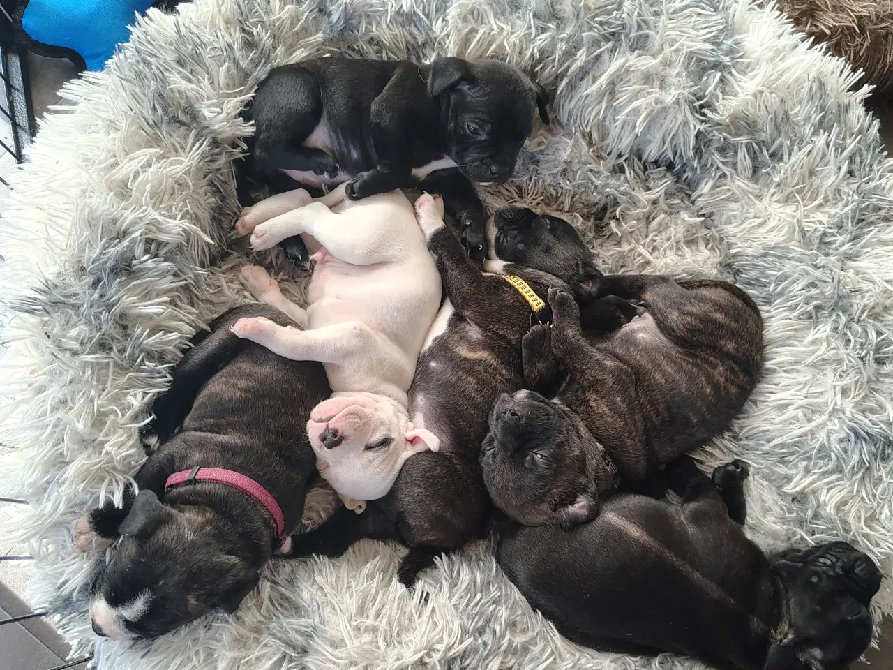 Billede 3 - Engelsk Staffordshire bull terrier 
