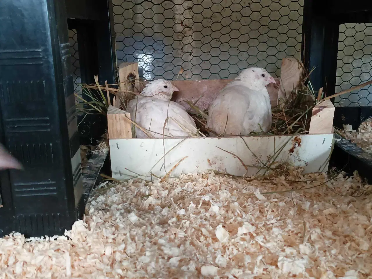 Billede 3 - Vagtel rugeæg