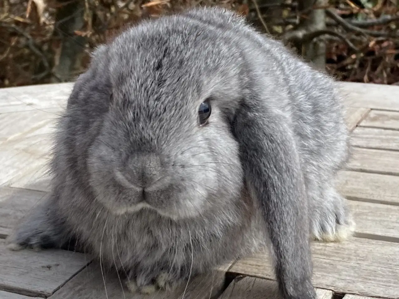 Billede 7 - FRANSK VÆDDER HUN CHINCHILLA