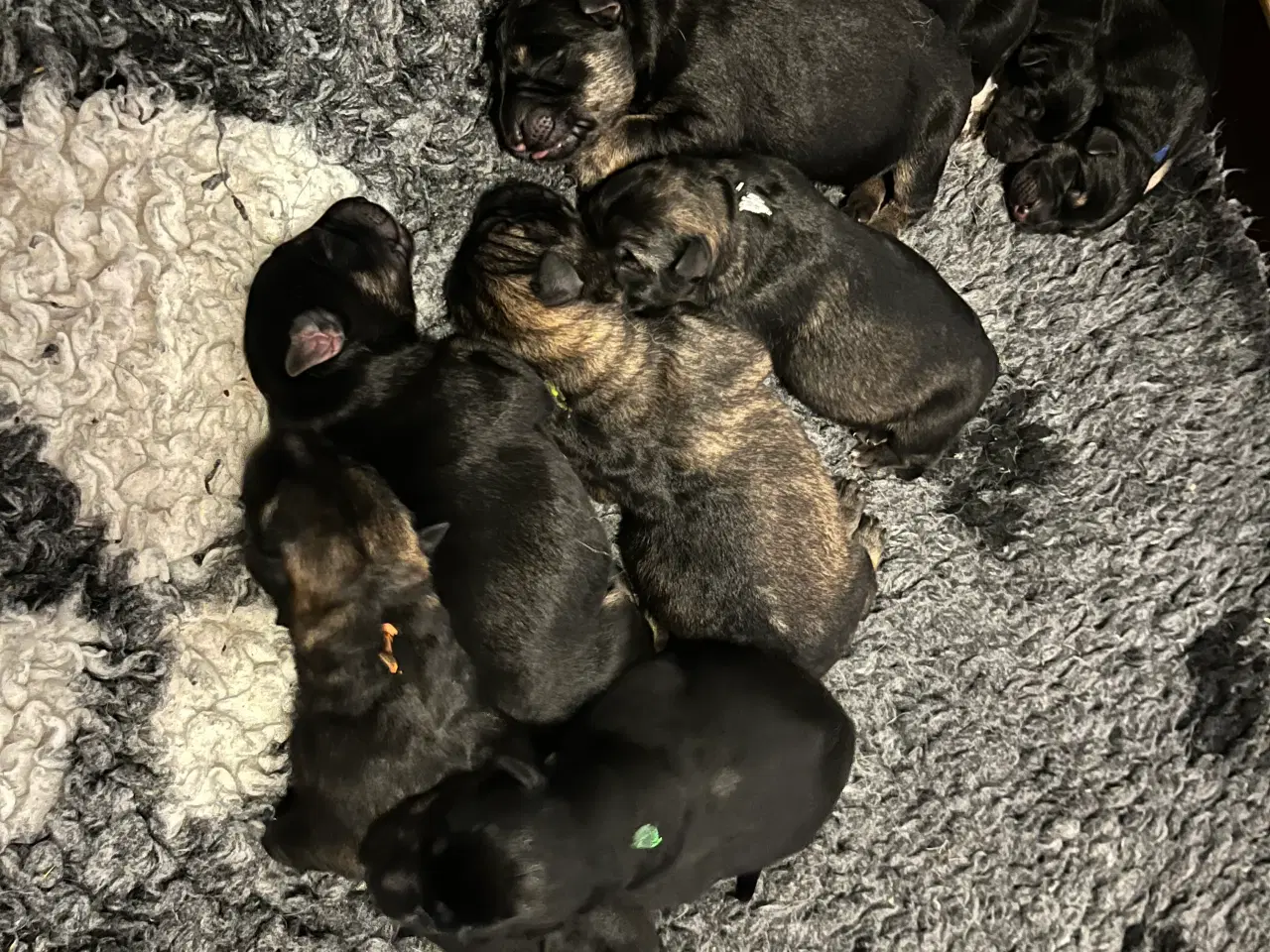 Billede 5 - Spændende hvalpe hos Kennel Team Dinona’s 