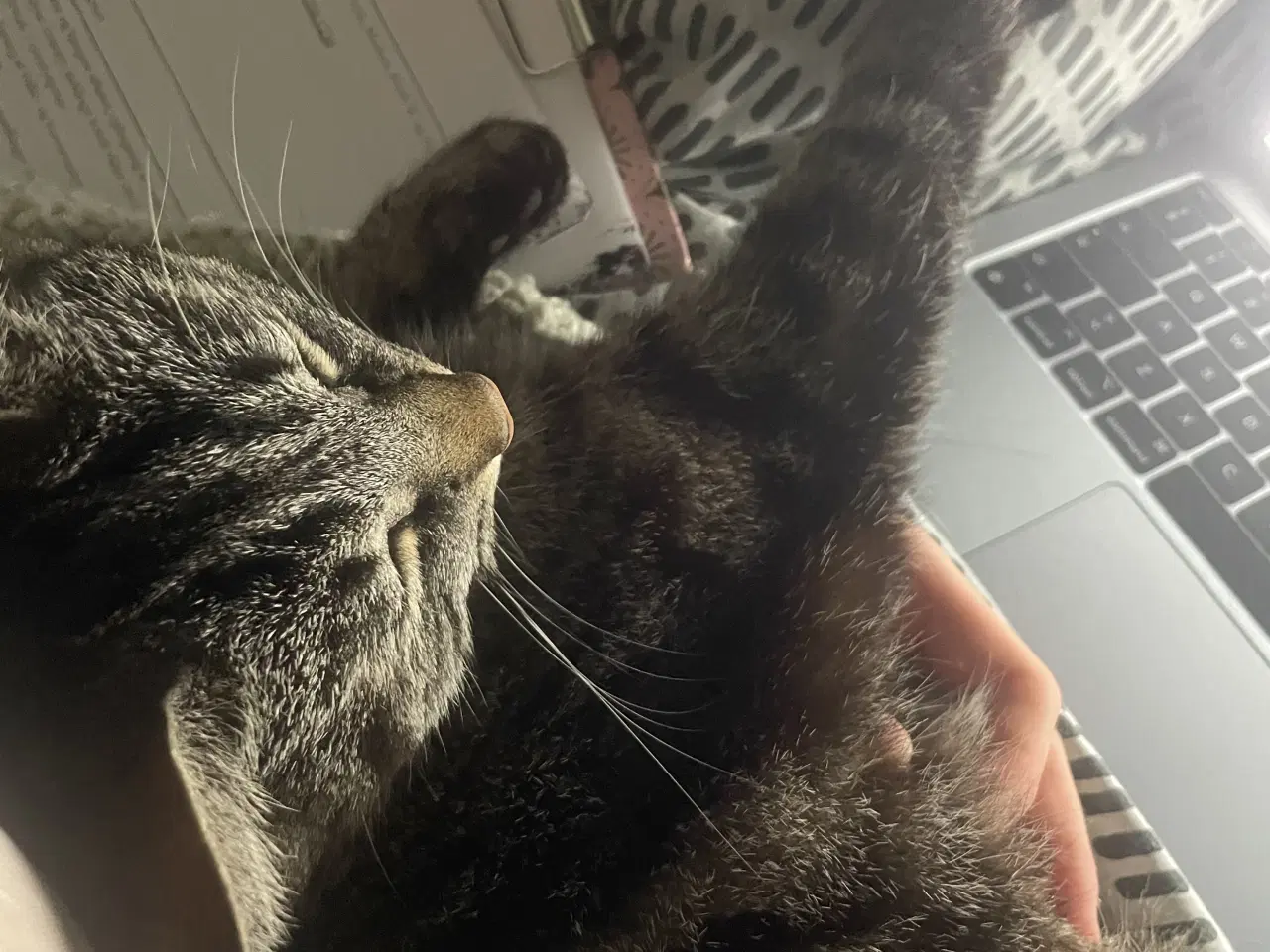 Billede 1 - Hunkat søger nyt hjem 