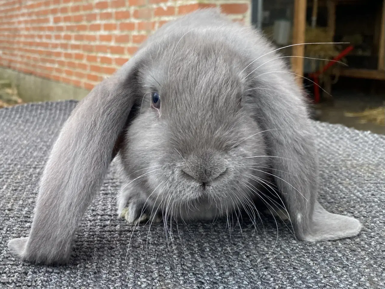 Billede 7 - FRANSK VÆDDER HAN BLÅ