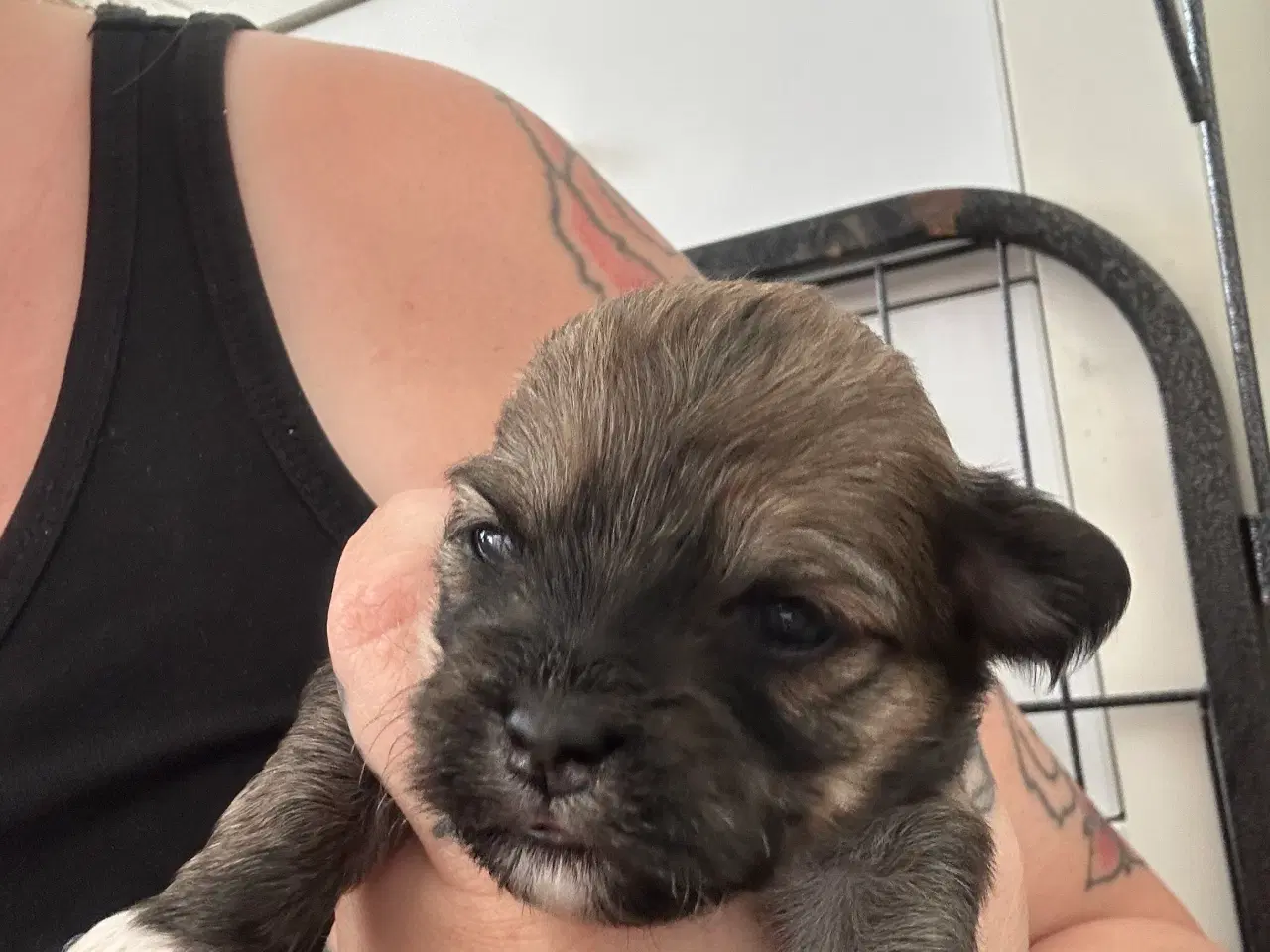 Billede 2 - Lhasa apso - Charlie