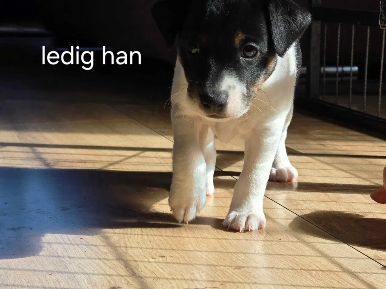 Billede 3 - Dansk svensk gårdhund / jack russel hvalpe