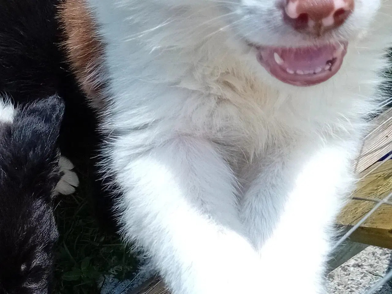 Billede 3 - Border Collie Hvalpe