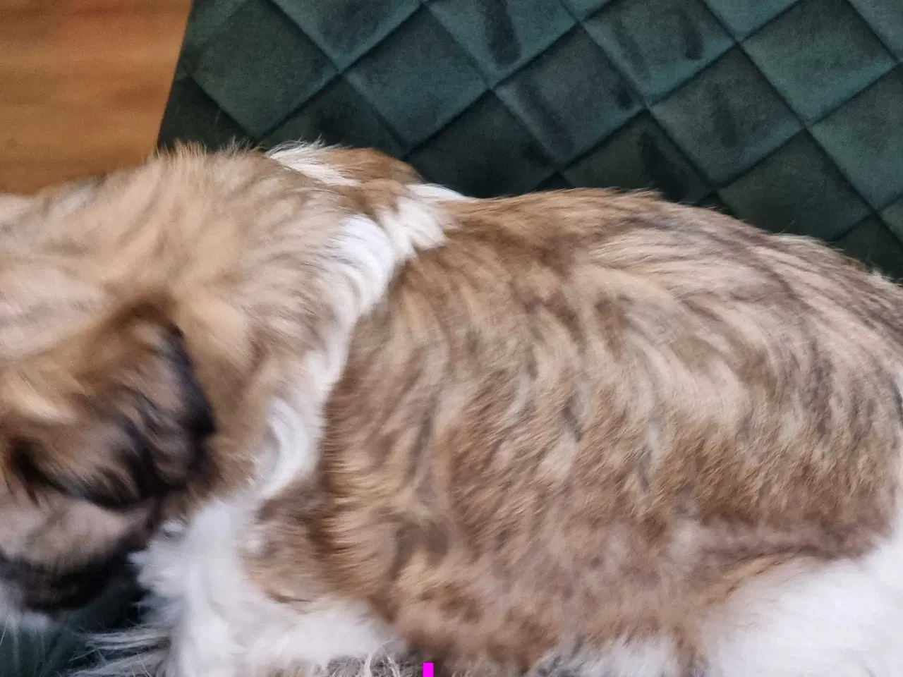 Billede 2 - Shih tzu hvalpe 