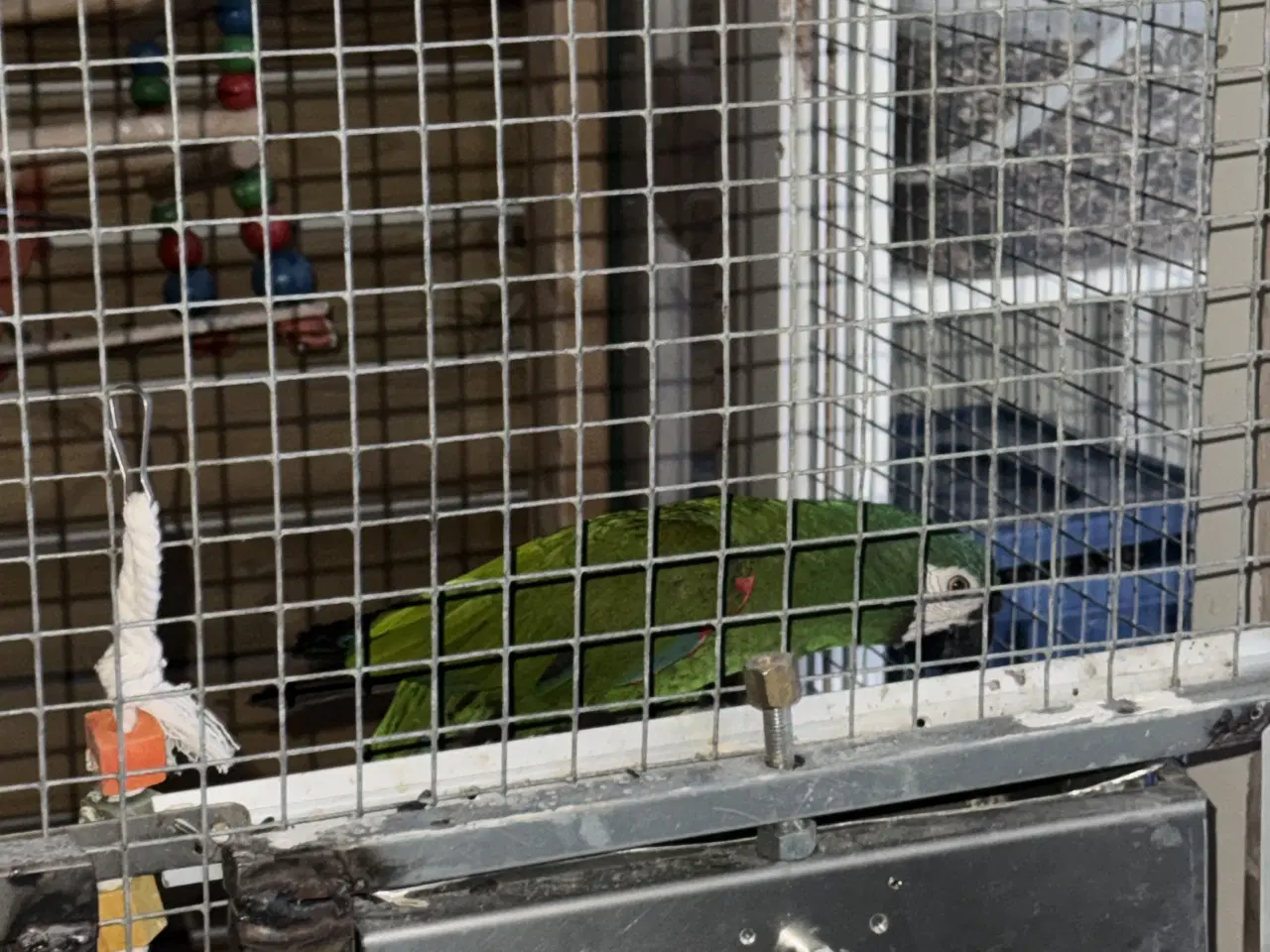 Billede 2 - Severe ara Macaw (Ara severa)