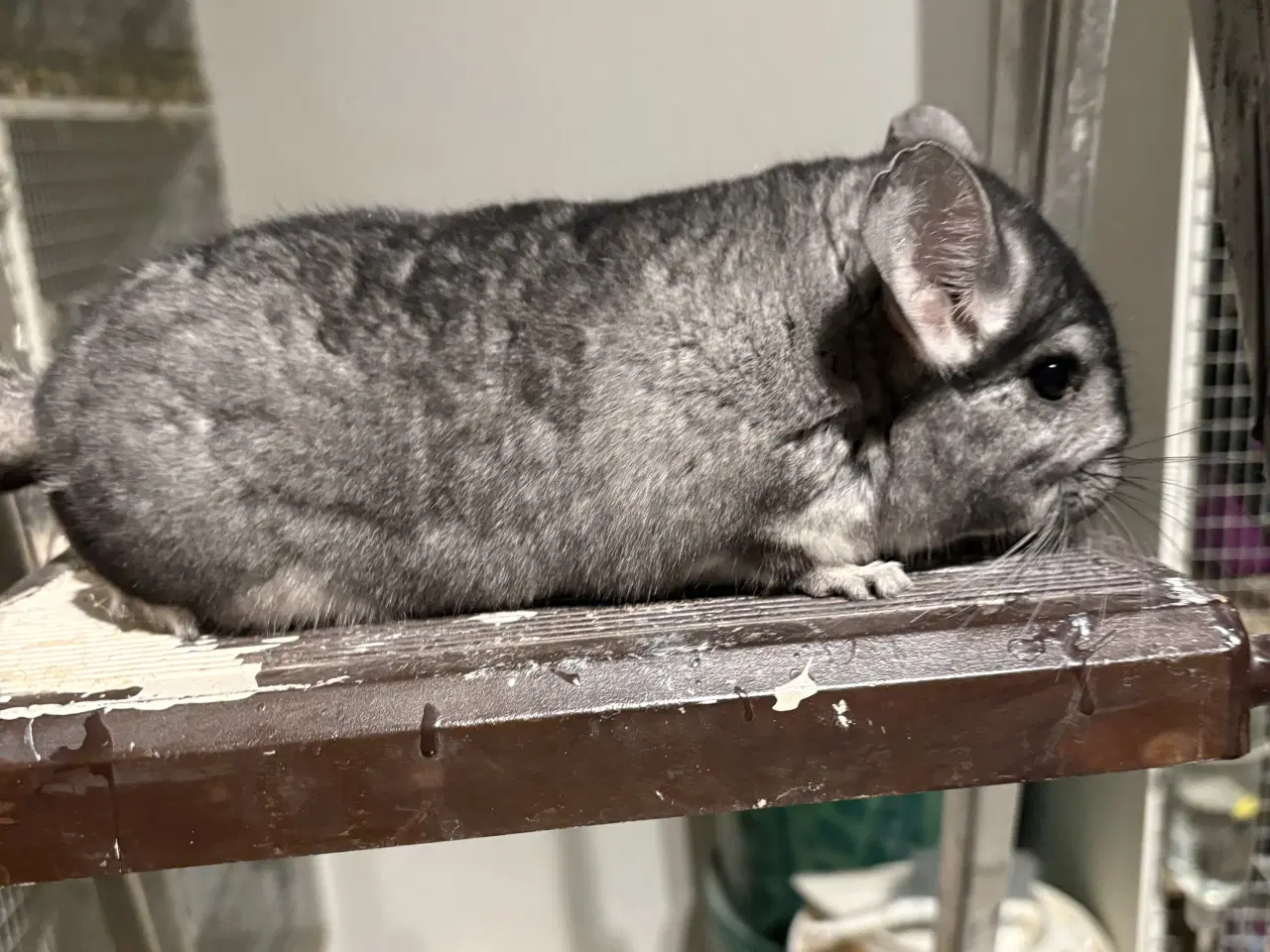 Billede 1 - HAN standard vc chinchilla 