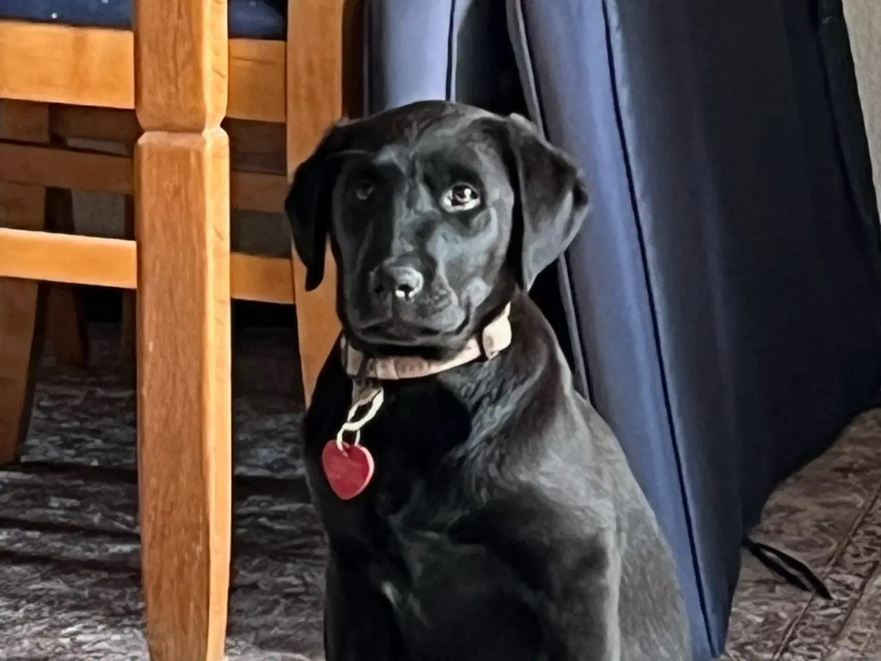 Billede 4 - Labrador Retriever 