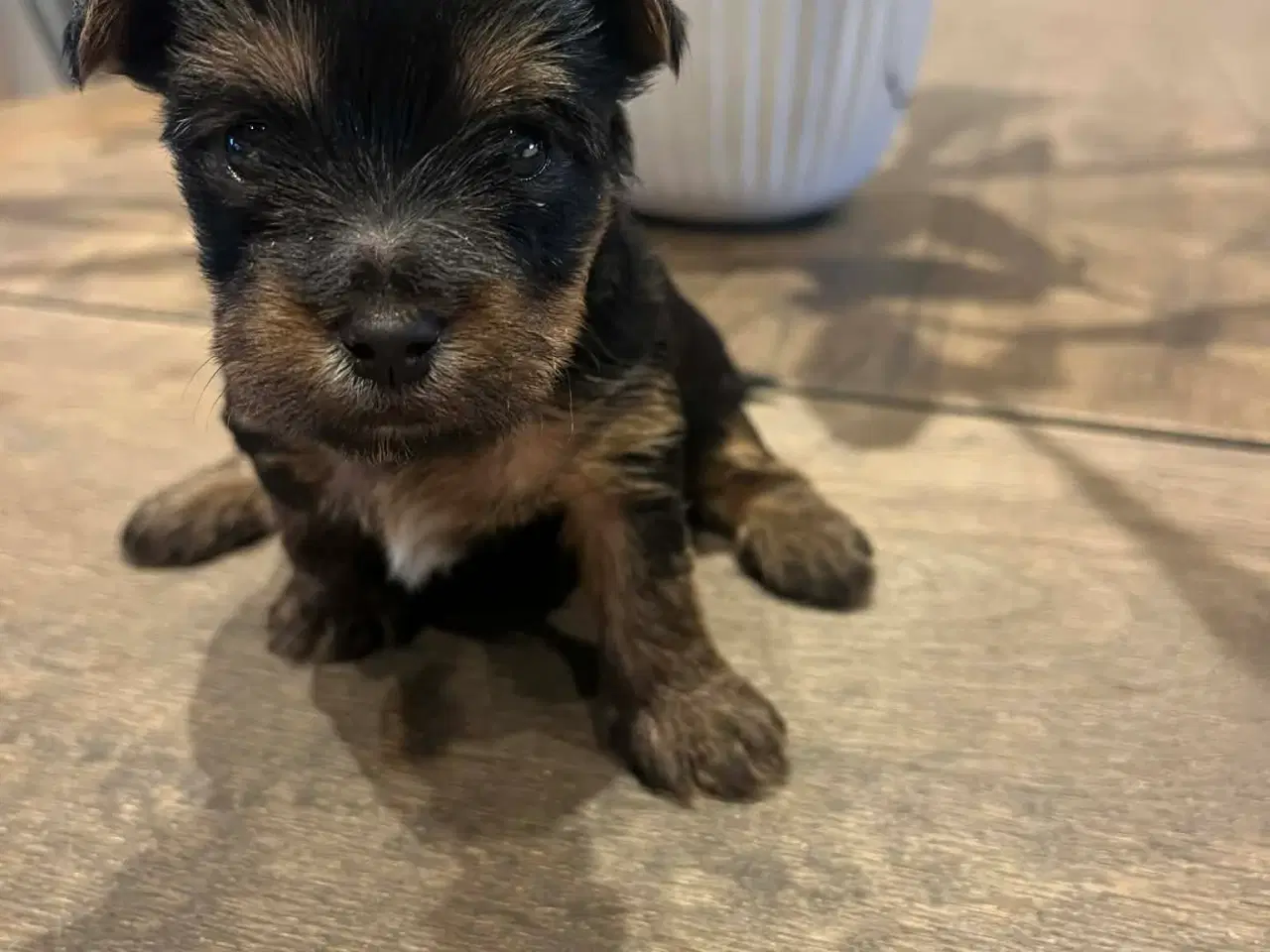 Billede 4 - Yorkshireterrier hvalpe 4 uger. 