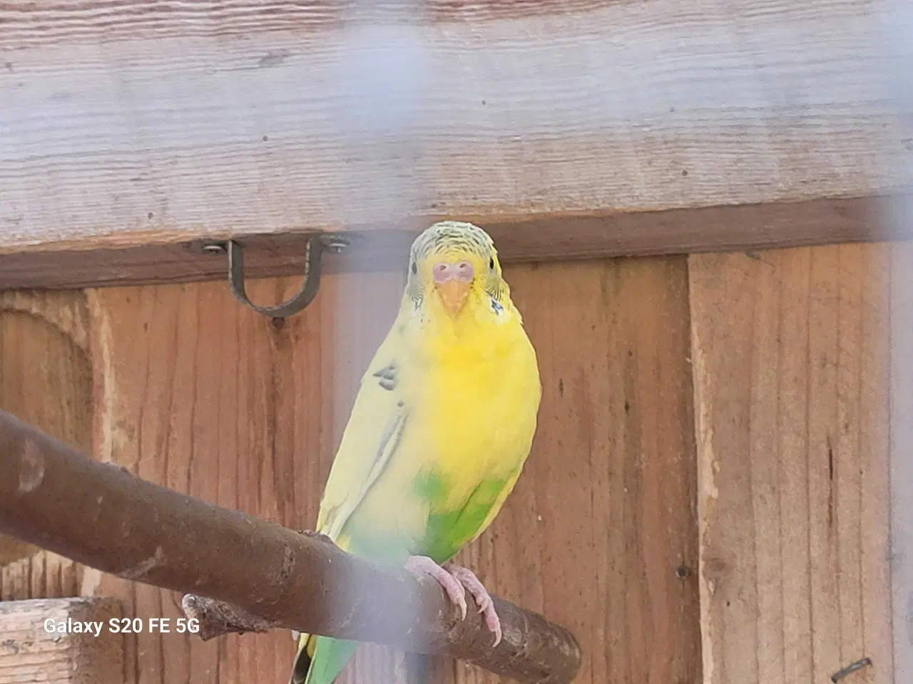 Billede 3 - Fine Australske Undulater 