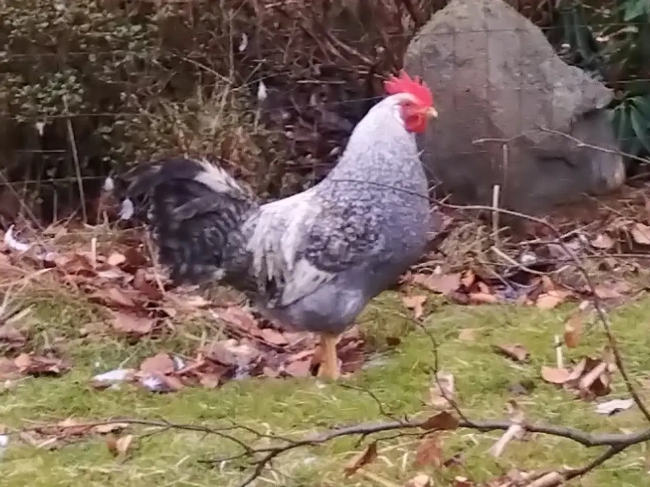 Billede 2 - Creme Legbar Hane