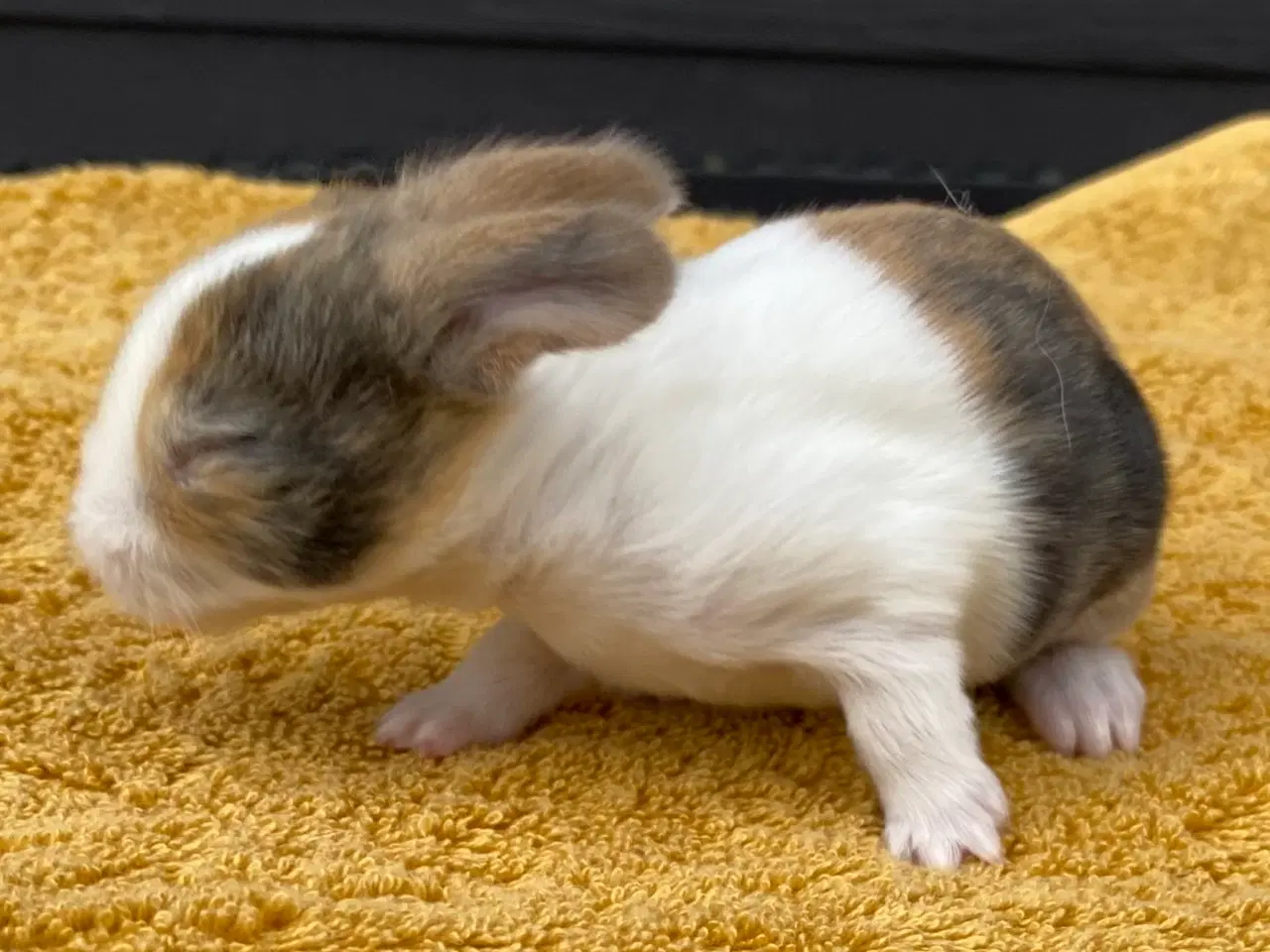 Billede 7 - HOLLÆNDER HUN JAPANER SORT/GUL