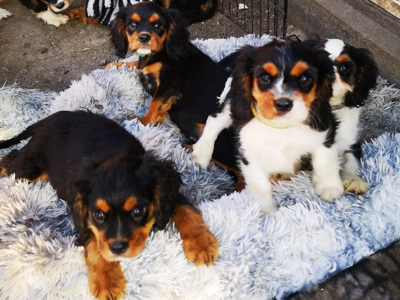 Billede 3 - CAVALIER KING CHARLES Drenge