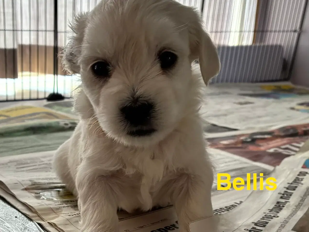 Billede 1 - Bichon maltesere 