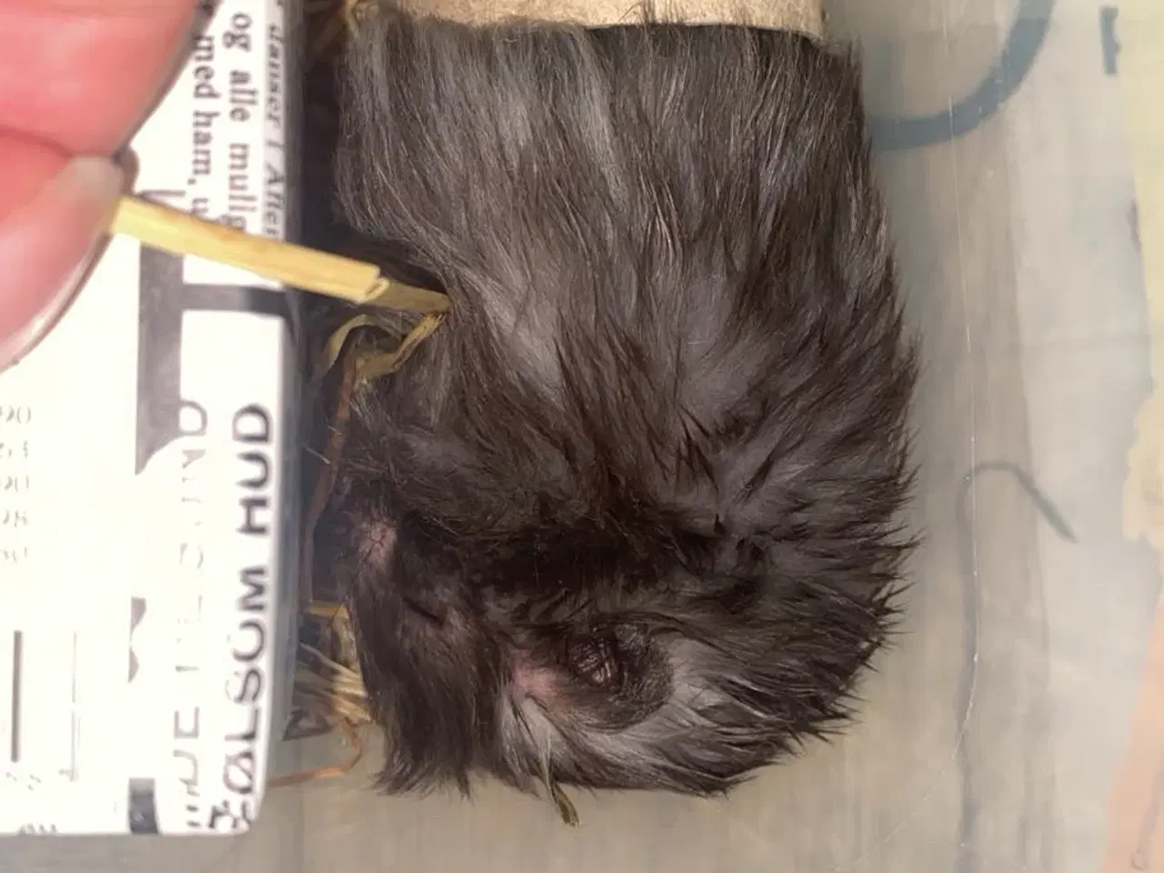 Billede 7 - Guldhamster + bur