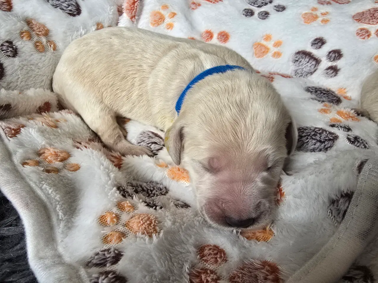 Billede 11 - Golden doodle hvalpe