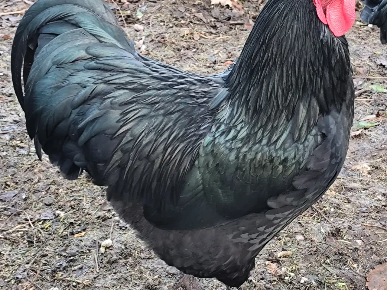 Billede 2 - Haner Australorp, Hane Australorp/Barnevelder