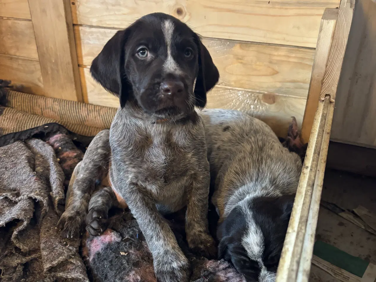 Billede 3 - Ruhåret hønsehund / kleiner münsterlænder 