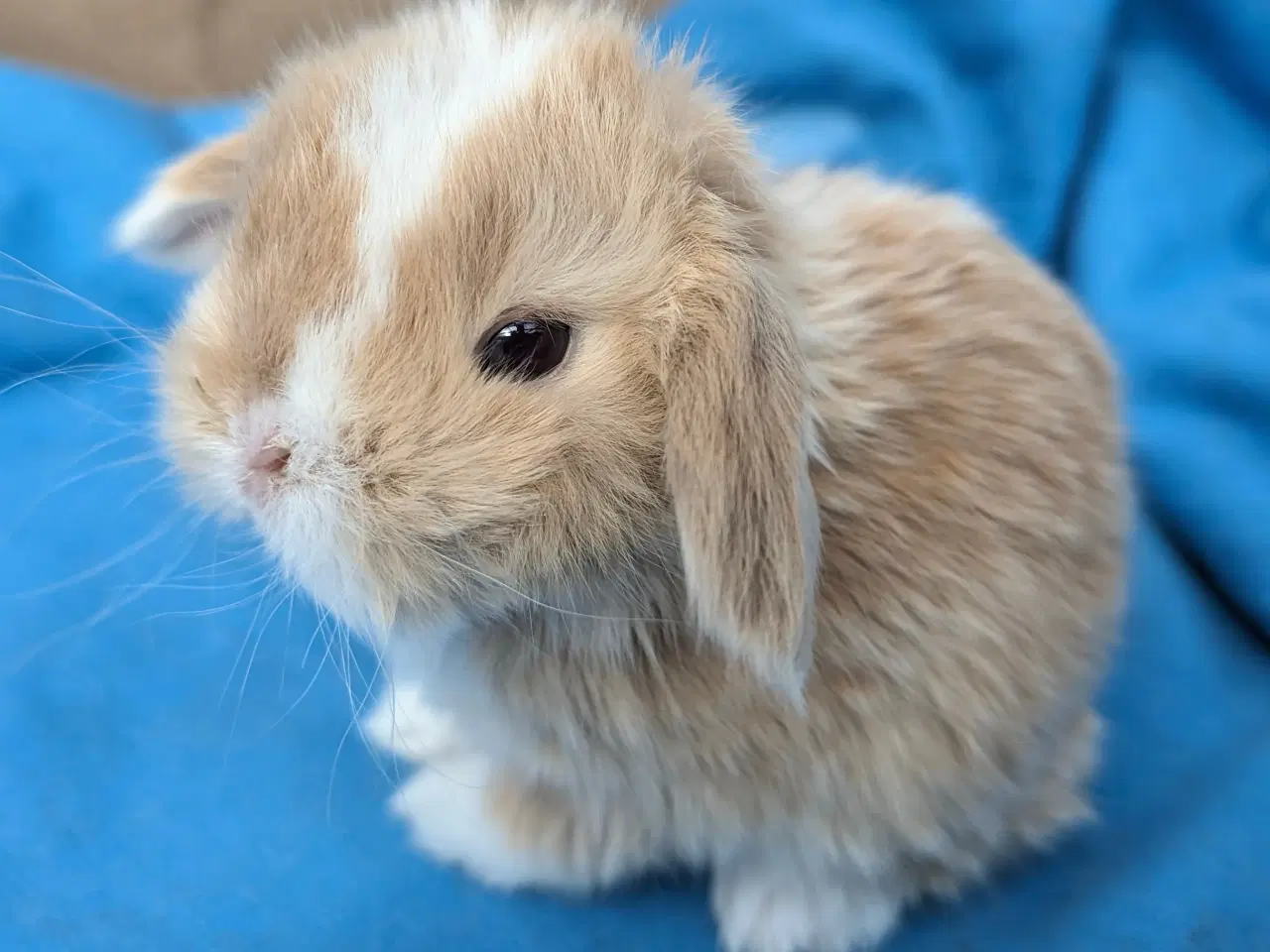 Billede 4 - Minilop kaninunge sælges