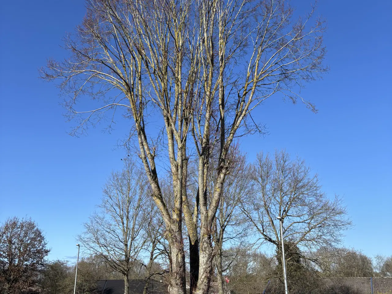 Billede 1 - Gratis træ/brænde