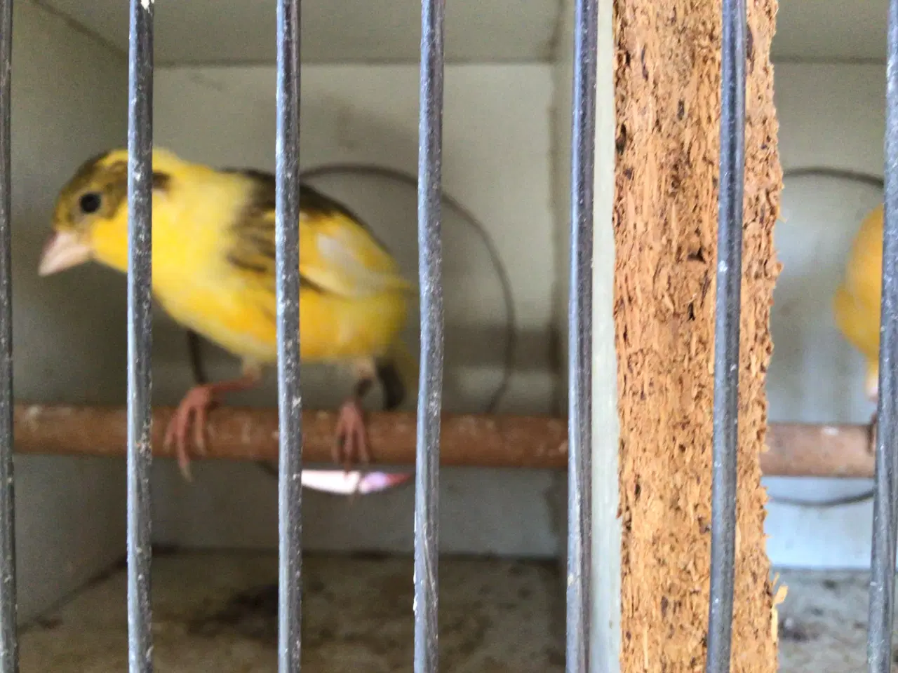 Billede 2 - Kanariefugle unger