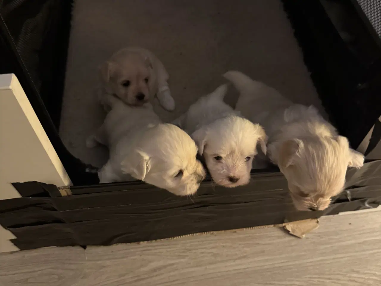 Billede 3 - 4 Søde og Kærlige Malteserhvalpe til Salg