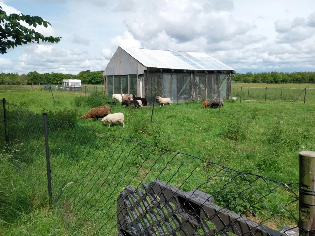 Billede 11 - Lam til salg i 6818