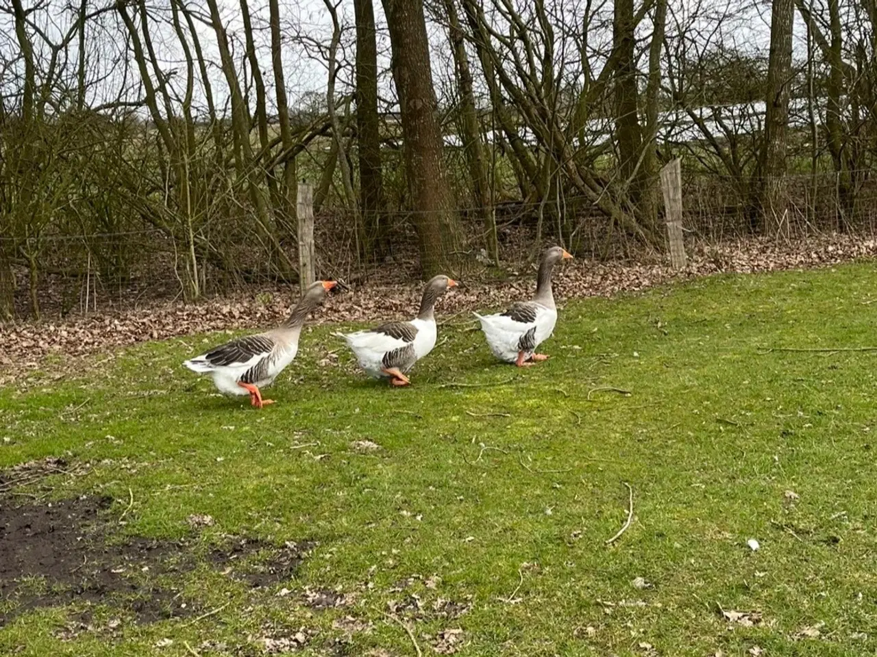 Billede 2 - Gråbrogede gæs 