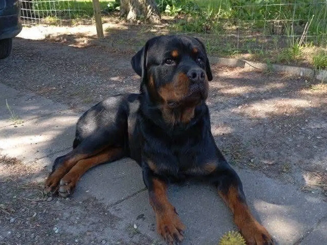 Billede 4 - Rottweiler hvalp ( Han ) 
