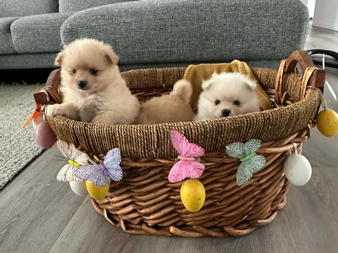 Billede 1 - 3 søde Pomeranian tæver søger kærlige hjem