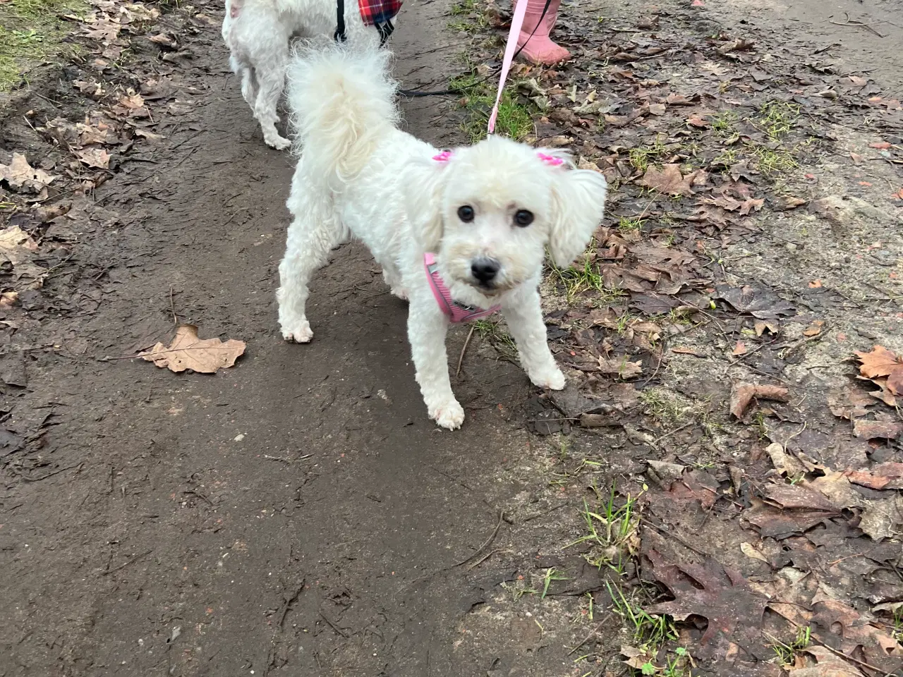 Billede 16 - Malteser/bichon hvalpe 