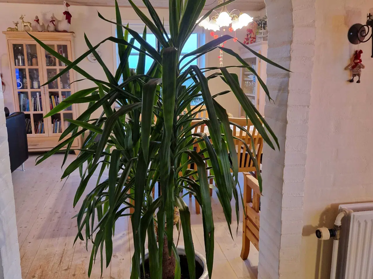 Billede 2 - Yucca palme sælges