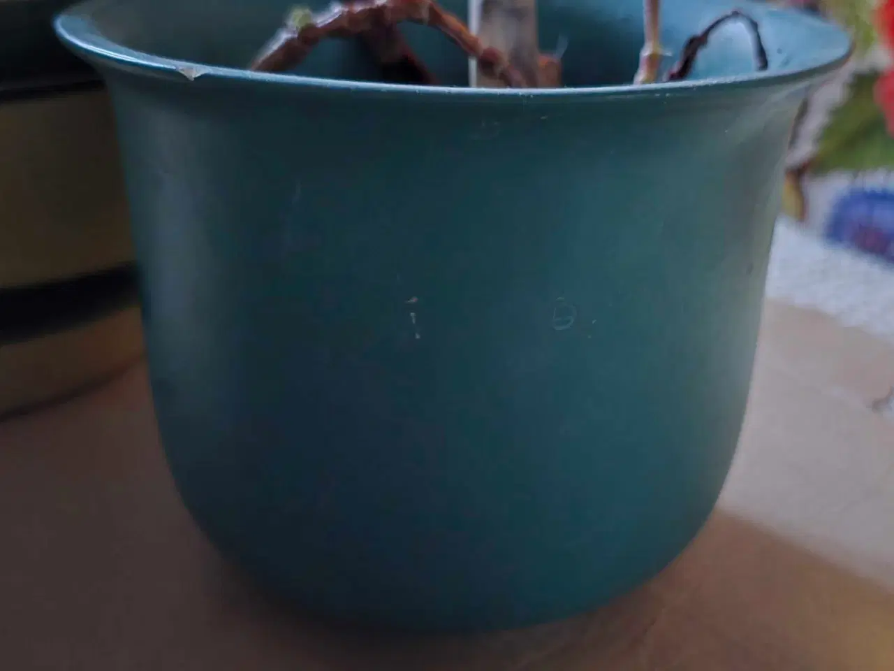 Billede 3 - Urtepotter, urtepotteskjuler, pengetræ