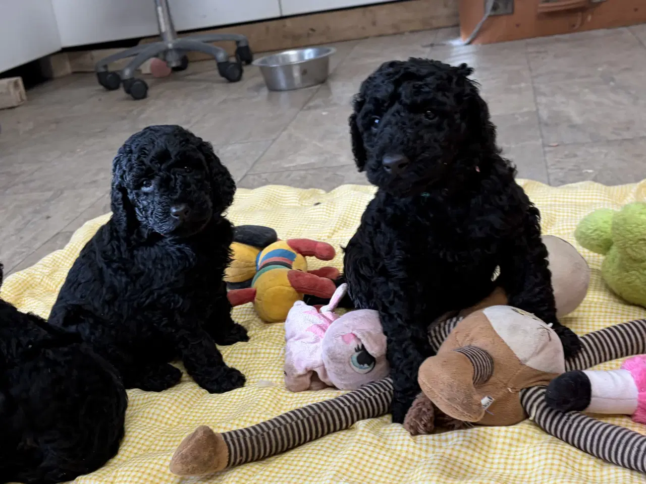 Billede 1 - Ægte mellem/ stor puddel babyer 
